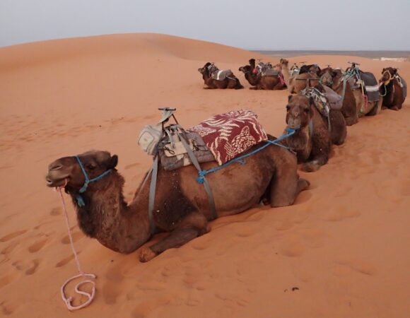 Sud Marocain et route des mille et une kasbahs